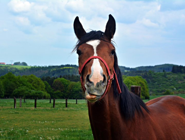 Newly Identified Dental Condition in Middle-Aged Horses