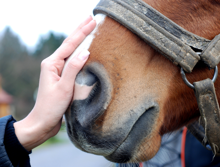 New Insights in Equine Parasite Control
