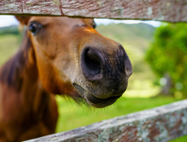 Equine & Large Animal Services in $city