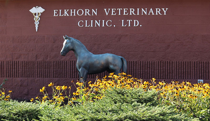 Elkhorn vets