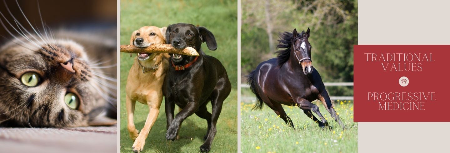 Elkhorn veterinarians