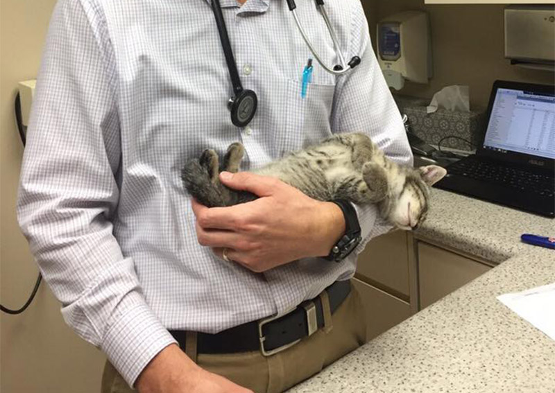 Carousel Slide 2: Cat Veterinary Care, Elkhorn