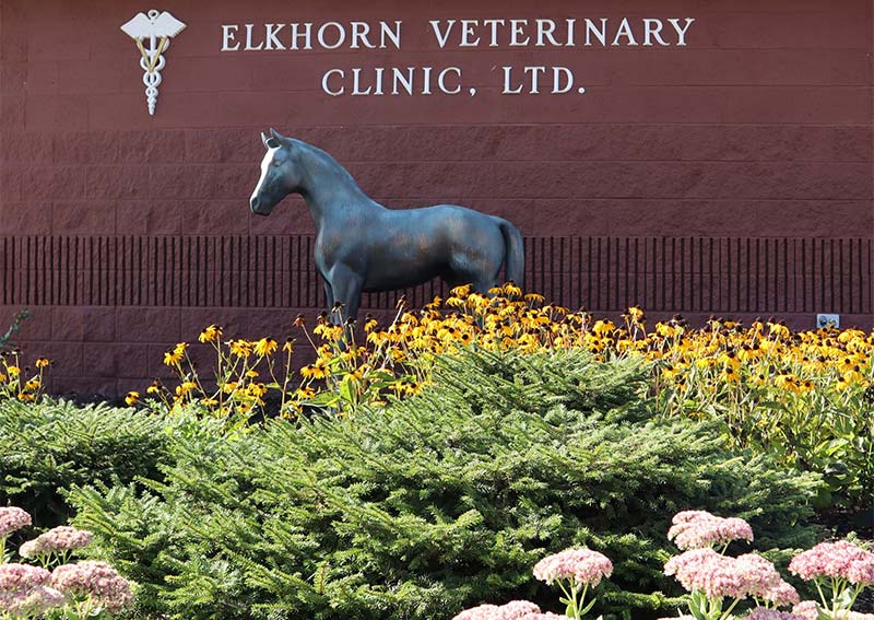 Carousel Slide 5: Elkhorn Veterinary, Elkhorn
