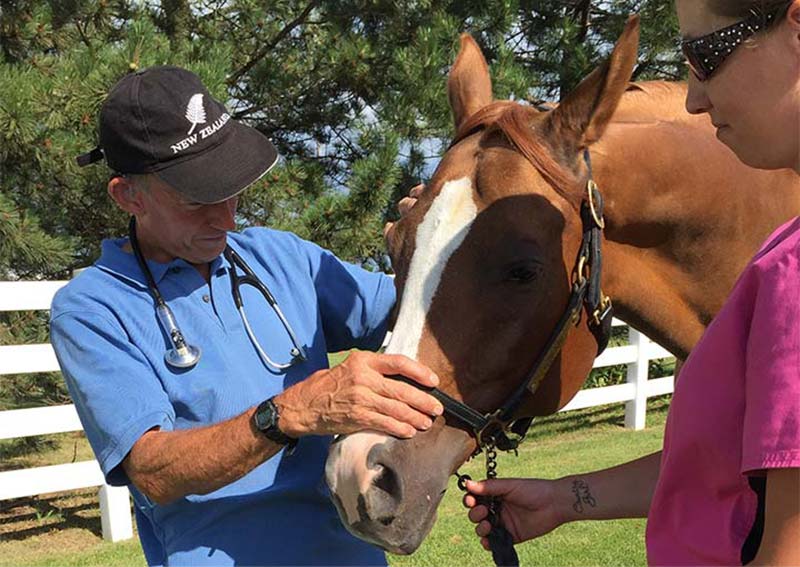 Carousel Slide 3: Equine Veterinary Care, Elkhorn