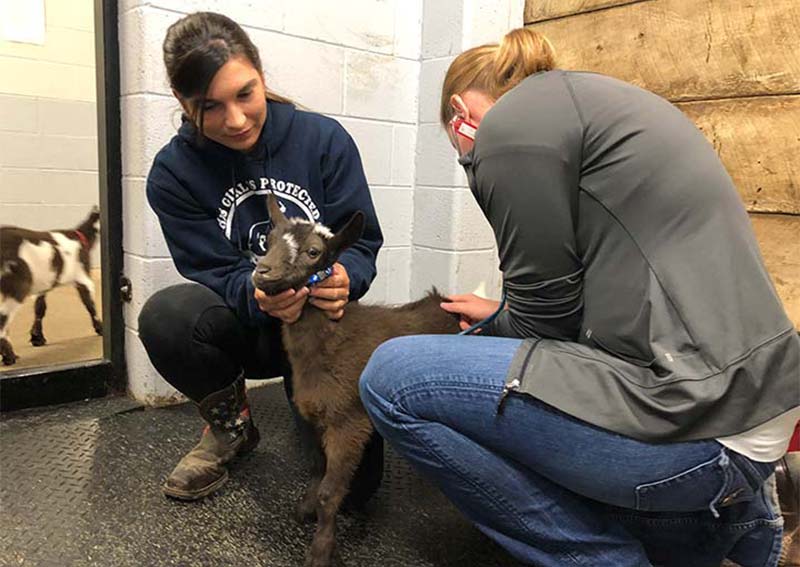 Goat Veterinary Care, Elkhorn