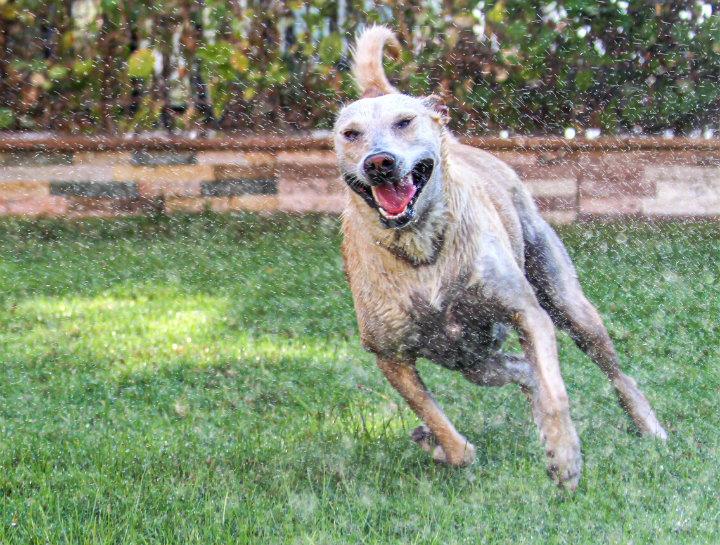 Keep your Pets & Horses Cool as Temperatures Rise