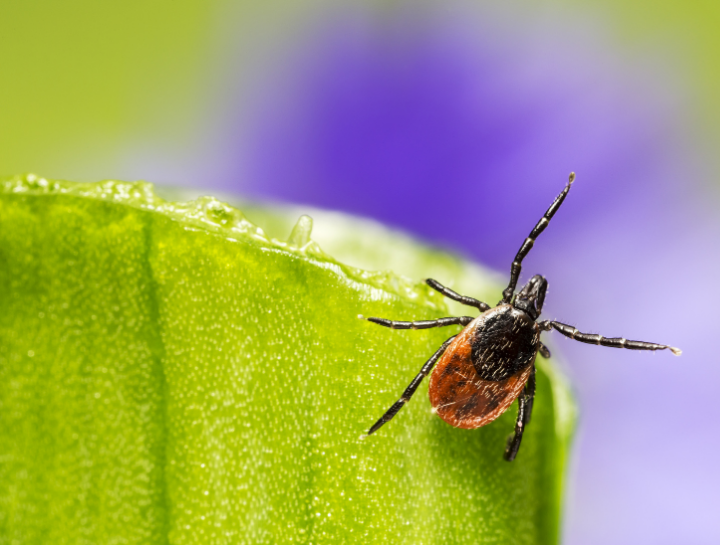 Preventing Tick-Borne Disease in Pets