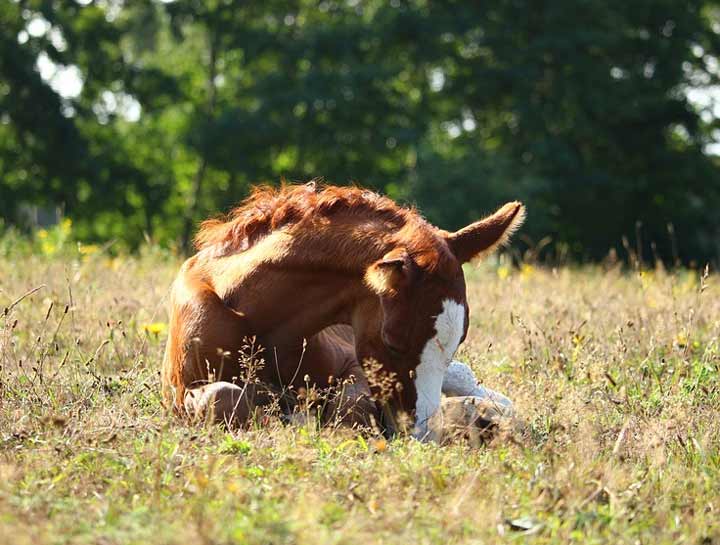 Equine Alternative Care