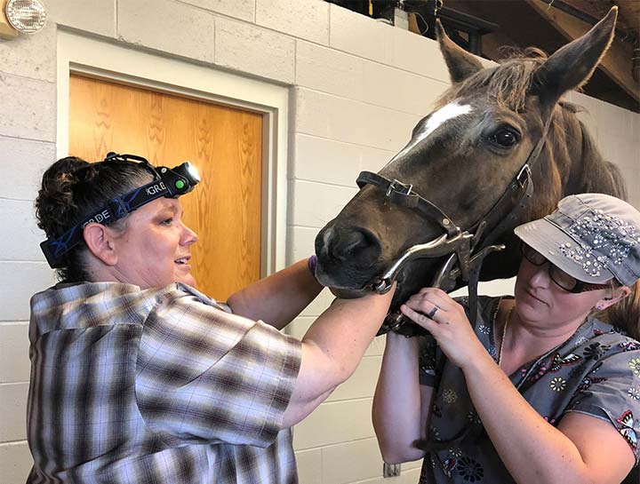 Equine Dental Care in Elkhorn, WI, Elkhorn Veterinary Clinic