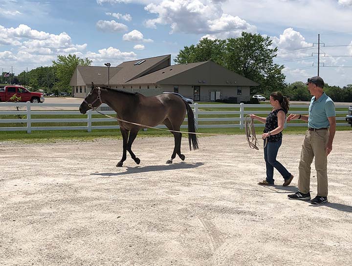 Equine Sports Medicine