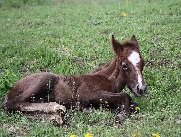 Equine Reproduction Veterinarian