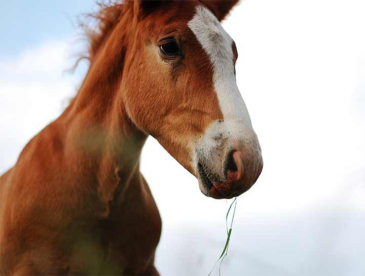 Equine Surgery Services in $city