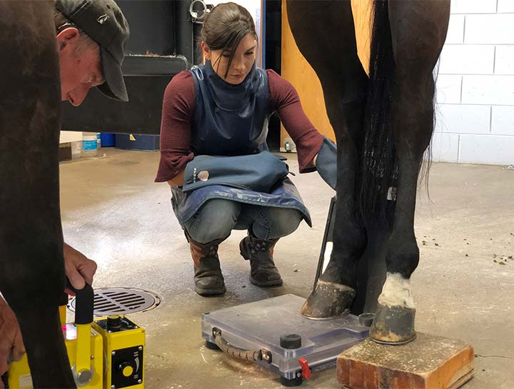 Equine Diagnostics