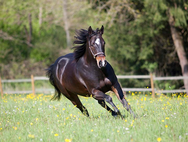 Equine Wellness Care in Elkhorn